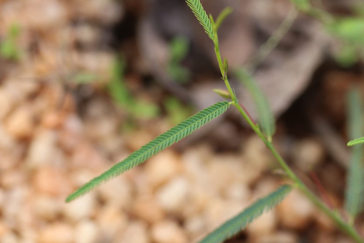 Chamaecrista mimosoides (L.) Greene